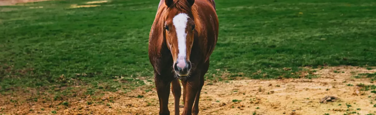 pferd-1